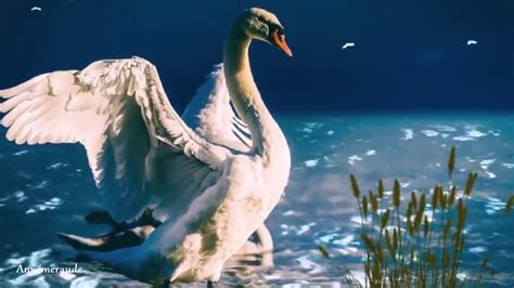 Le Chant du Cygne : une exploration mélancolique entre ombre et lumière.